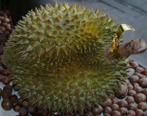 Durian Monthong, gefroren, 1 Frucht 1-2kg