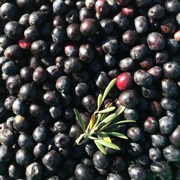 frische Oliven direkt vom Baum, schwarz, 500g, lose, Permakultur