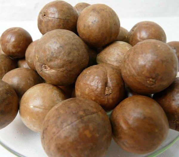 Macadamia in Schale roh Südamerika 500g