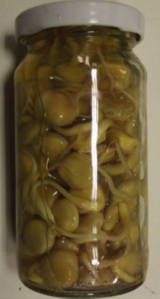 Lupinen Sprossen, in Rohkostlake, bio, 100g / 210 ml